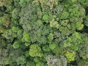 Imagem representativa da interceptação da chuva no dossel da Floresta Amazônica