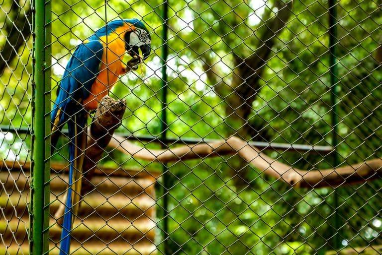 Criação de pássaros no Brasil