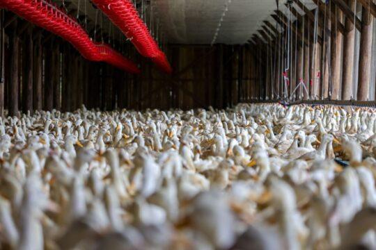 Medidas de Defesa Sanitária contra Influenza Aviária
