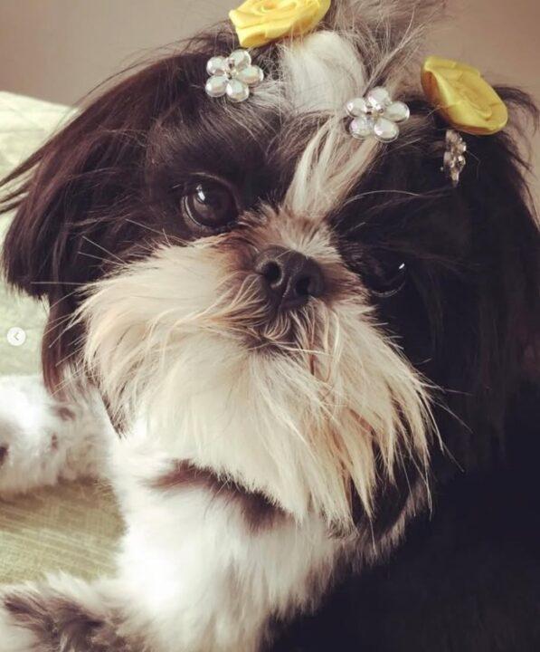 Cachorra morta em pet shop