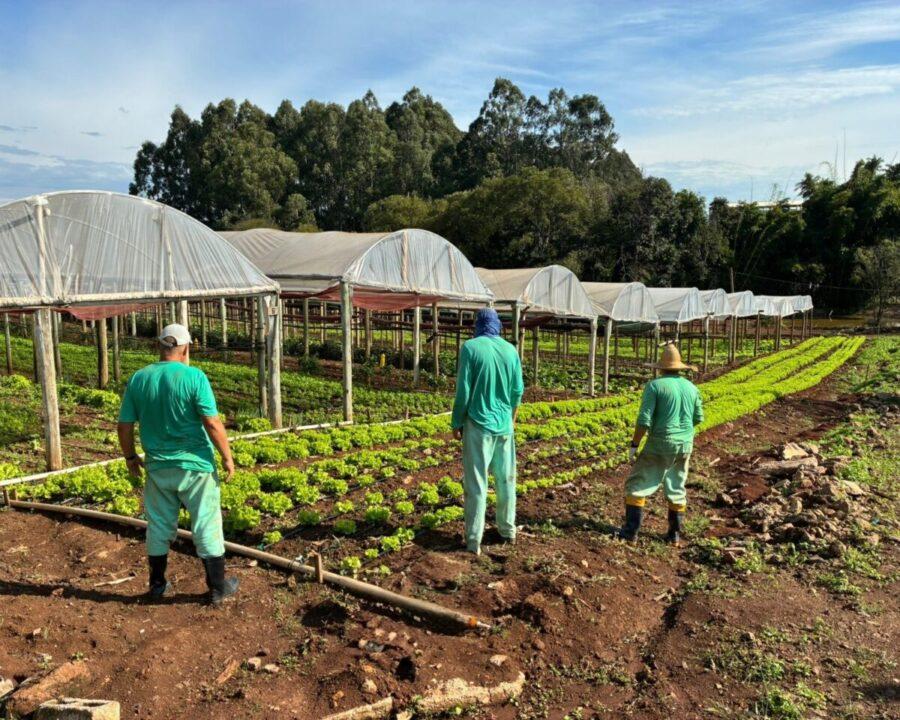 Produção de alimentos na Penitenciária Agrícola de Chapecó