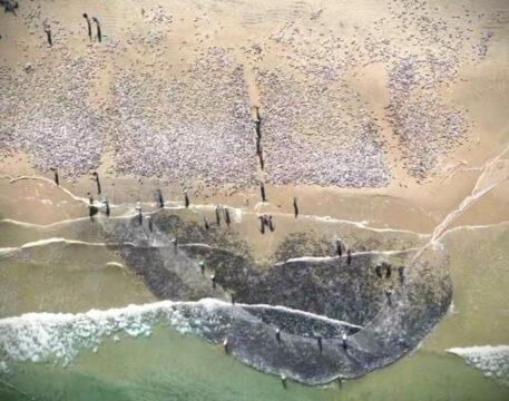 Pescadores praticando pesca de tainha por arrasto de praia