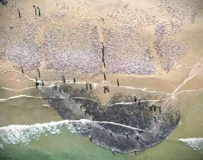 Pescadores praticando pesca de tainha por arrasto de praia