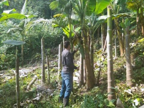 Banana Orgânica e Biodinâmica