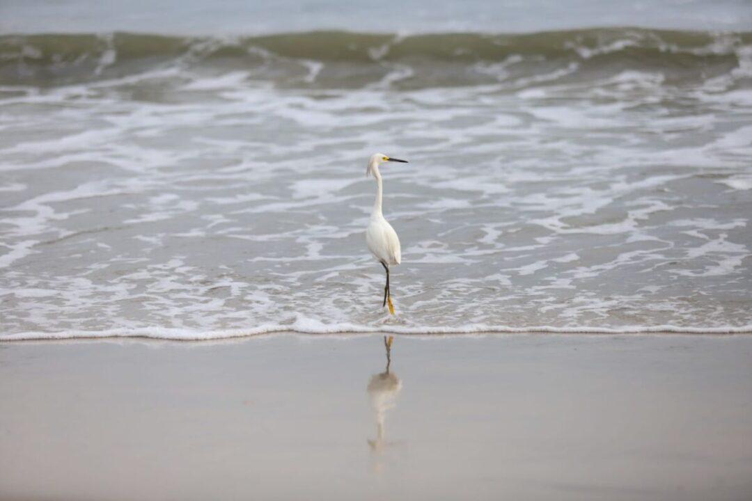 Monitoramento de Balneabilidade em Santa Catarina