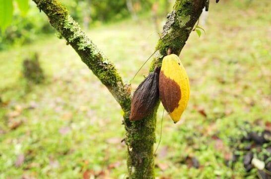 Monilíase - Impacto na Produção de Cacau