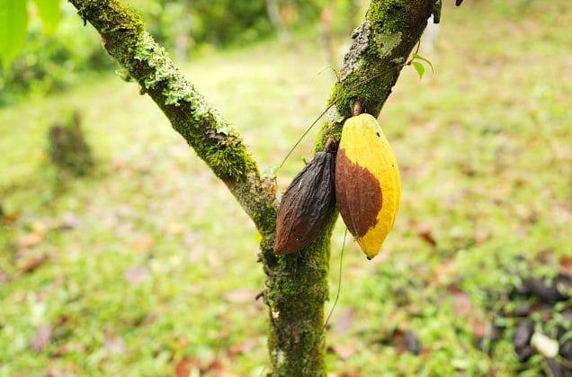 Monilíase - Impacto na Produção de Cacau