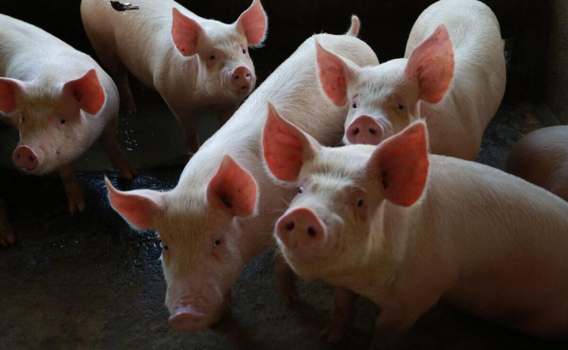 Carne suína de qualidade de Santa Catarina