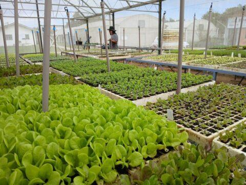 TecnoHorti 2025 - Produção Orgânica de Hortaliças