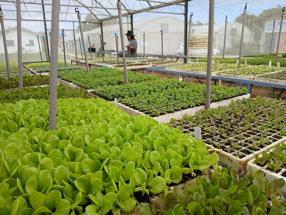 TecnoHorti 2025 - Produção Orgânica de Hortaliças