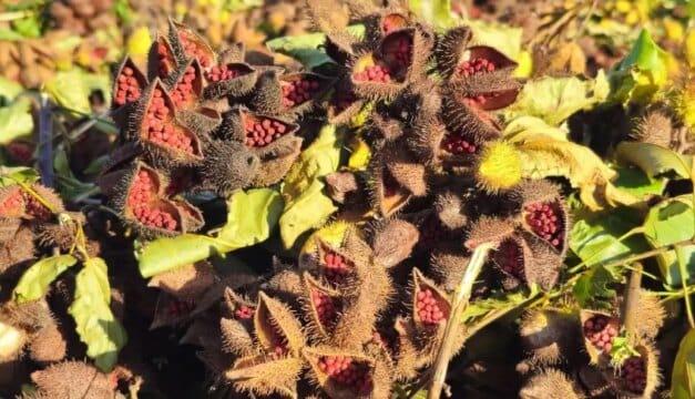 Urucum de Paranacity - Fruto de Qualidade Superior