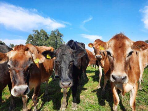 Imagem de bovinos saudáveis em Santa Catarina