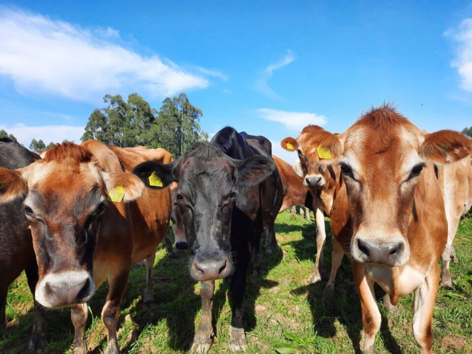 Imagem de bovinos saudáveis em Santa Catarina