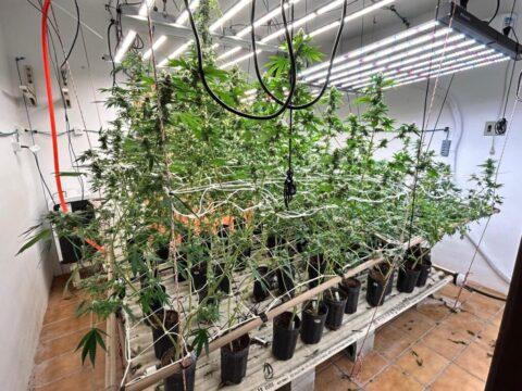 Estufas de skunk e drogas ilícitas apreendidas pela Polícia Civil em operação