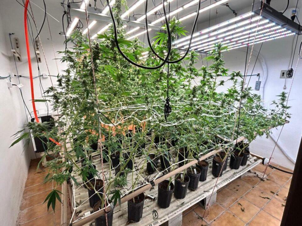 Estufas de skunk e drogas ilícitas apreendidas pela Polícia Civil em operação