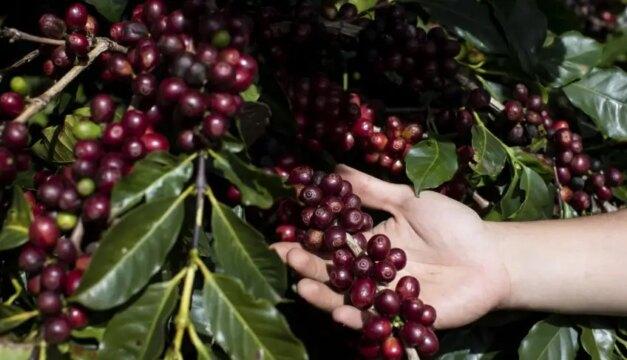 Café arábica de Torrinha com Indicação Geográfica