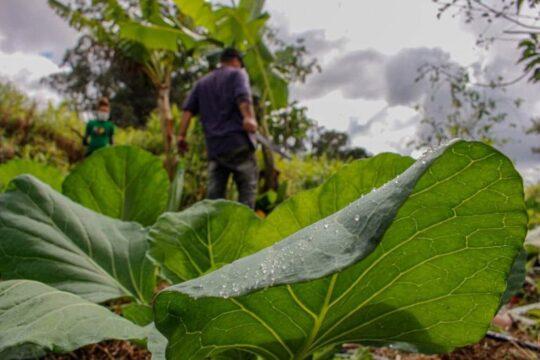 União Nacional das Cooperativas da Agricultura Familiar e Economia Solidária
