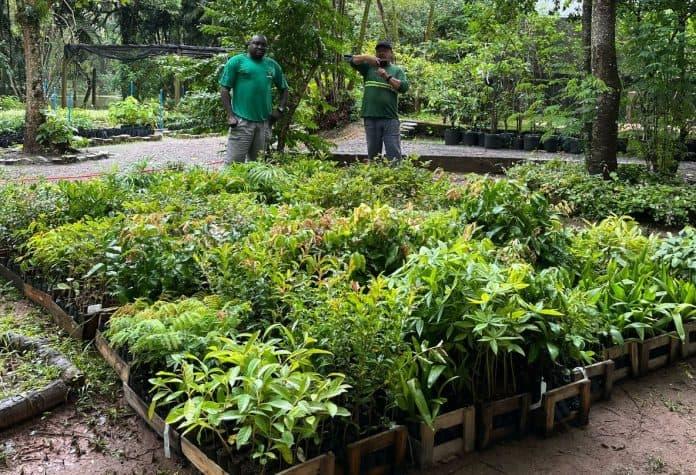 Mudas de árvores sendo distribuídas pela Únilos na Grande Florianópolis