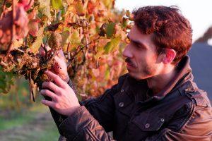 Variedades Piwi na vitivinicultura catarinense