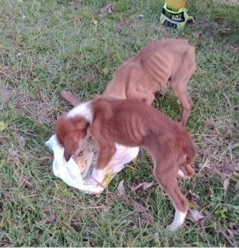 Filhotes de cachorro resgatados em tubulação de água pluvial