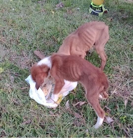 Filhotes de cachorro resgatados em tubulação de água pluvial