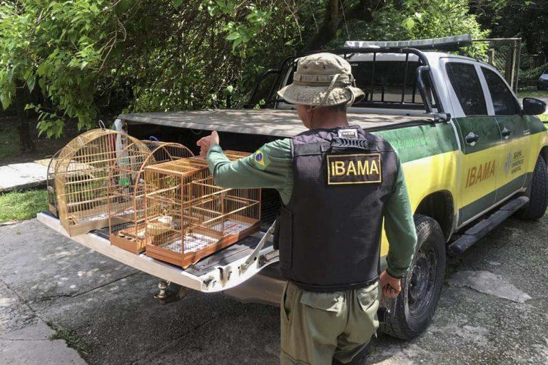 Tráfico de animais silvestres