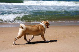 Cães nas praias de Florianópolis