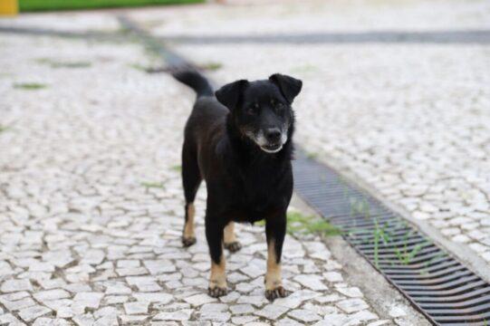 Animais sendo castrados em mutirão