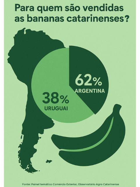 Bananas frescas sendo colhidas em plantação de Santa Catarina