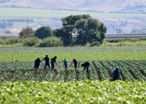 Trabalhadores Rurais em Campo