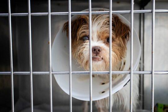 Atendimento Gratuito a Animais em Situação de Vulnerabilidade