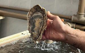 Ostras em laboratório da UFSC
