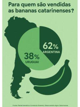 Bananas em destaque