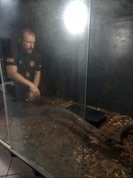 Jiboia resgatada em operação policial