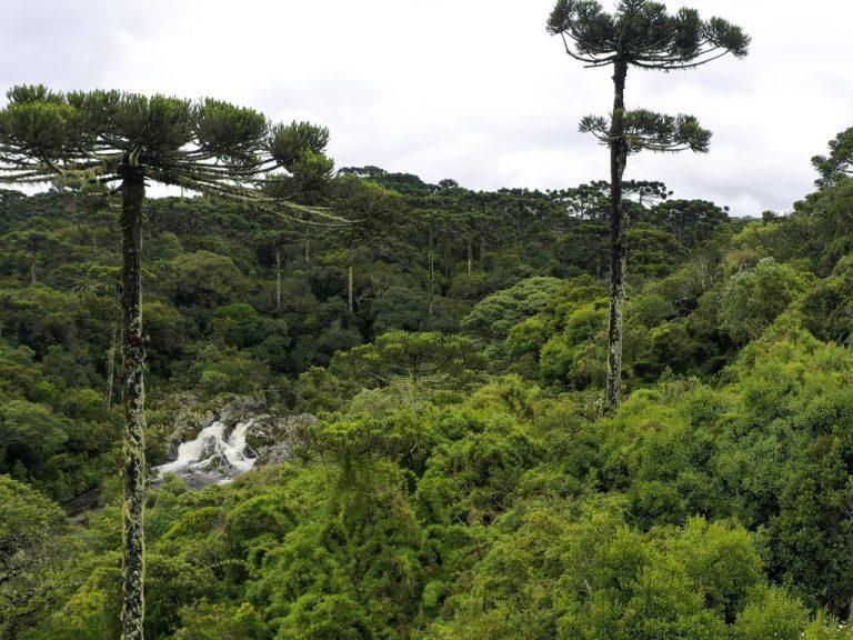 Fundo privado para visitação em parques ambientais