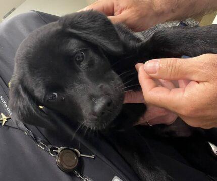 Cachorro abandonado em caixa no Aeroporto