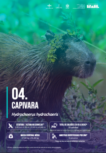Capivara em ambiente urbano