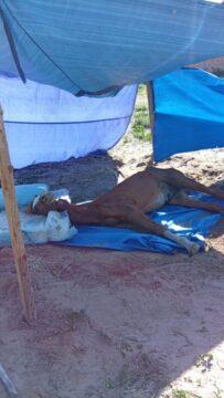Cavalo debilitado resgatado pela Polícia Civil