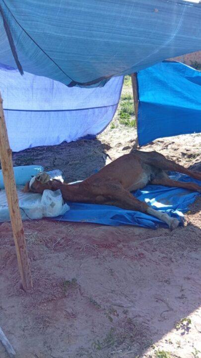Cavalo debilitado resgatado pela Polícia Civil