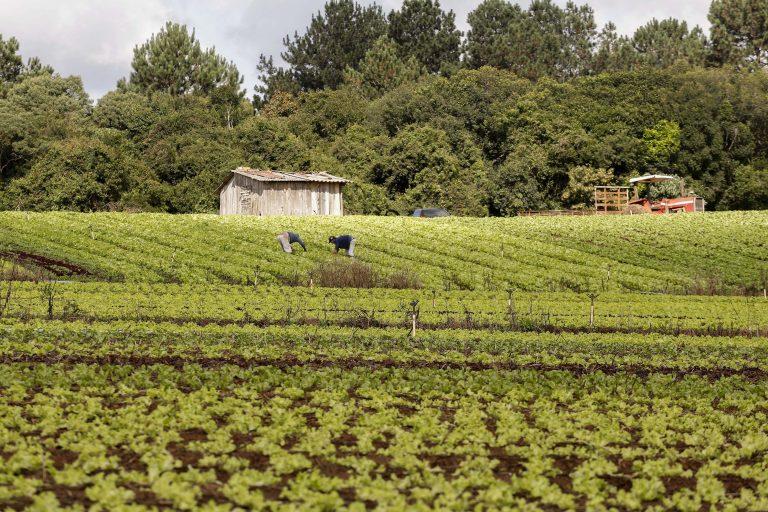 Cooperativas da Agricultura Familiar na COP 30