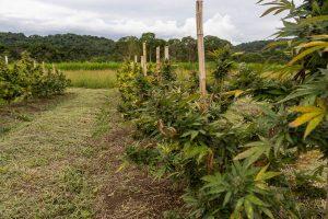Imagem do cultivo de cannabis na Universidade Federal de Santa Catarina