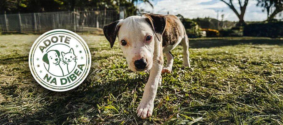 Cães para adoção no evento comemorativo de 10 anos do Jardim Botânico de São José