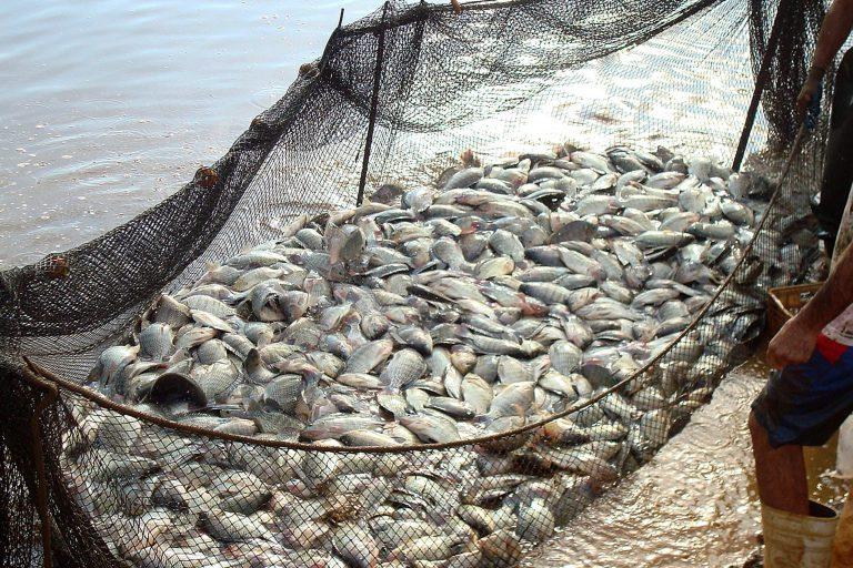 Indústria Fóssil e Pesca