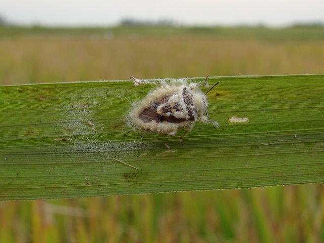 Fungo Beauveria no controle do percevejo do arroz irrigado
