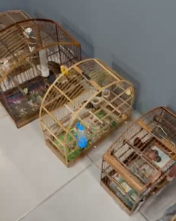 Aves apreendidas e drogas encontradas durante operação policial em Rodeio
