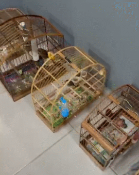 Aves silvestres apreendidas durante operação policial