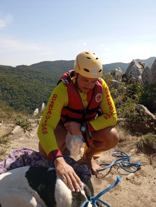 Cão ferido resgatado por guarda-vidas
