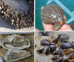 Sementes de ostras diploides disponíveis para venda