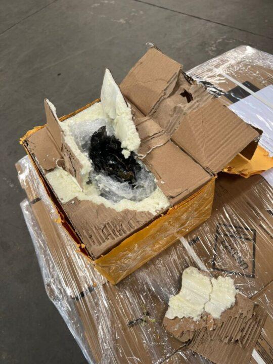 Apreensão de skunk em Santa Catarina