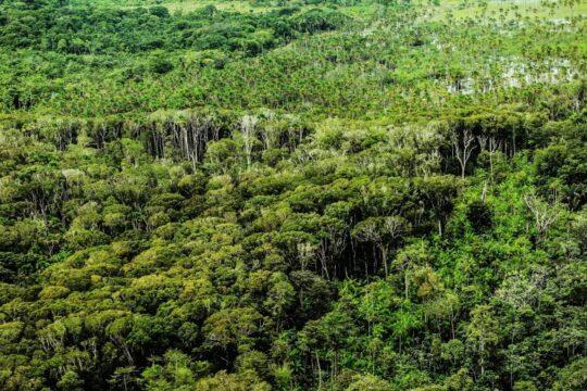 Floresta Amazônia